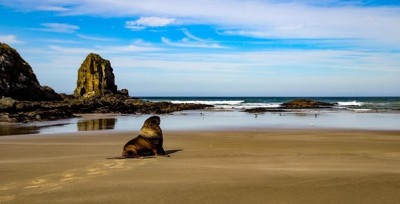 Sea Lion at Cannibal Bay Image by Lisa Given