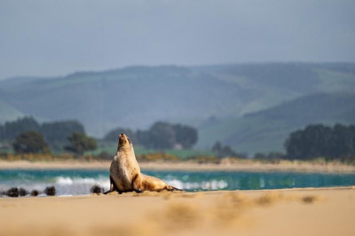 Sea lions at Surat Bay