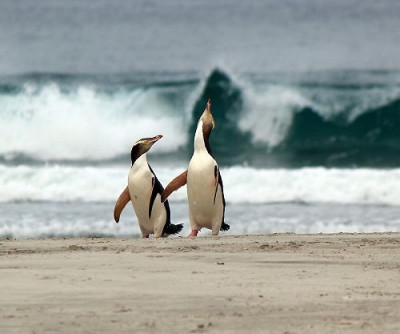 Hoiho yellow eyed penguins
