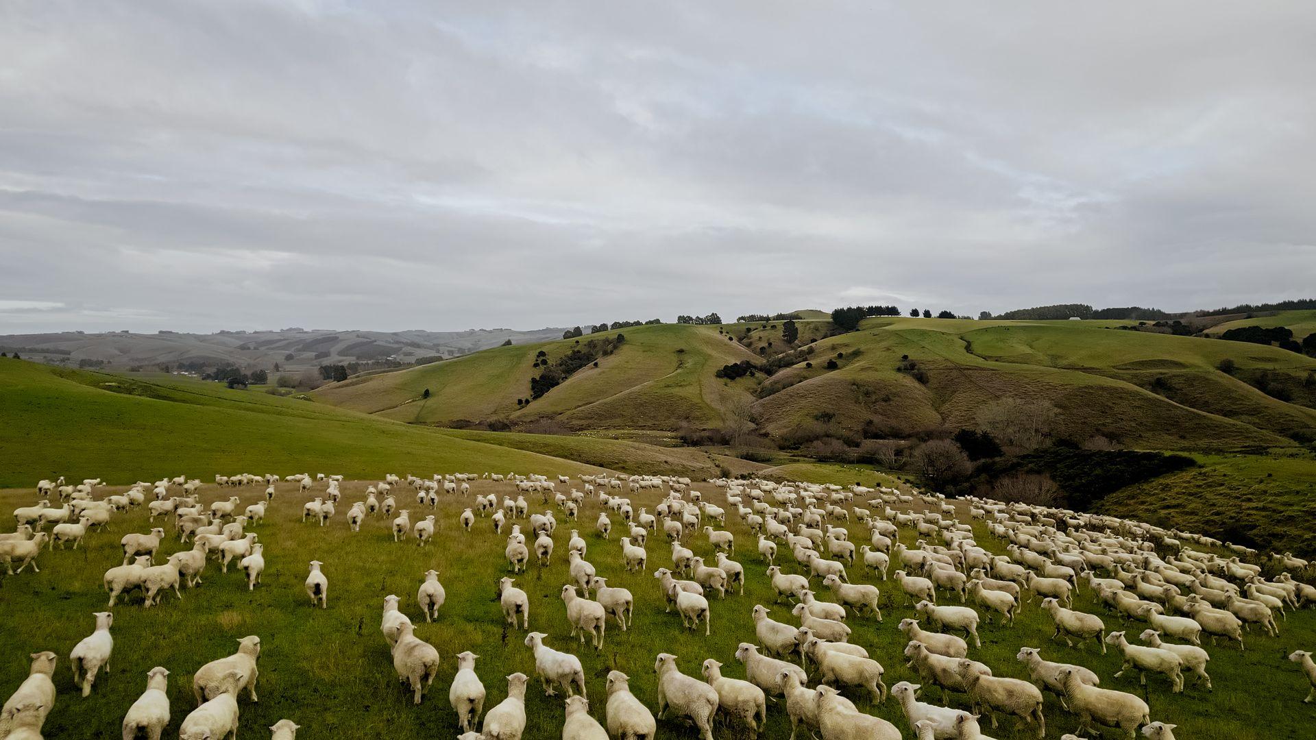 SHEEPS