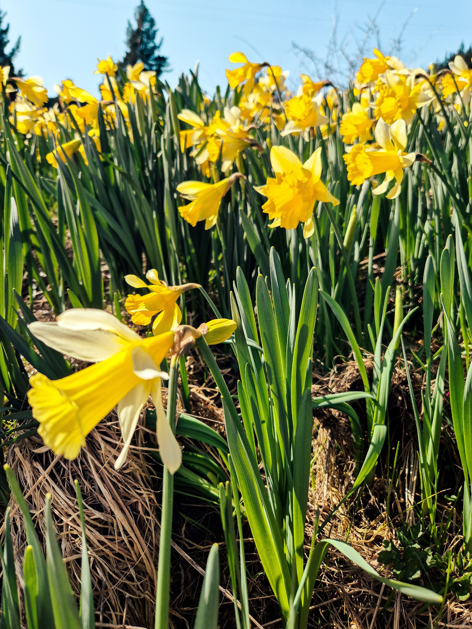 clutha weatherston daffodils 35 v2