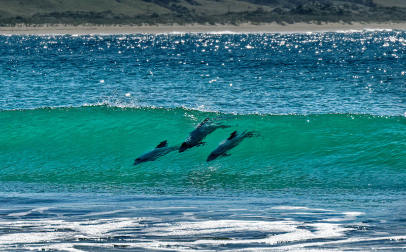hector dolphins 1