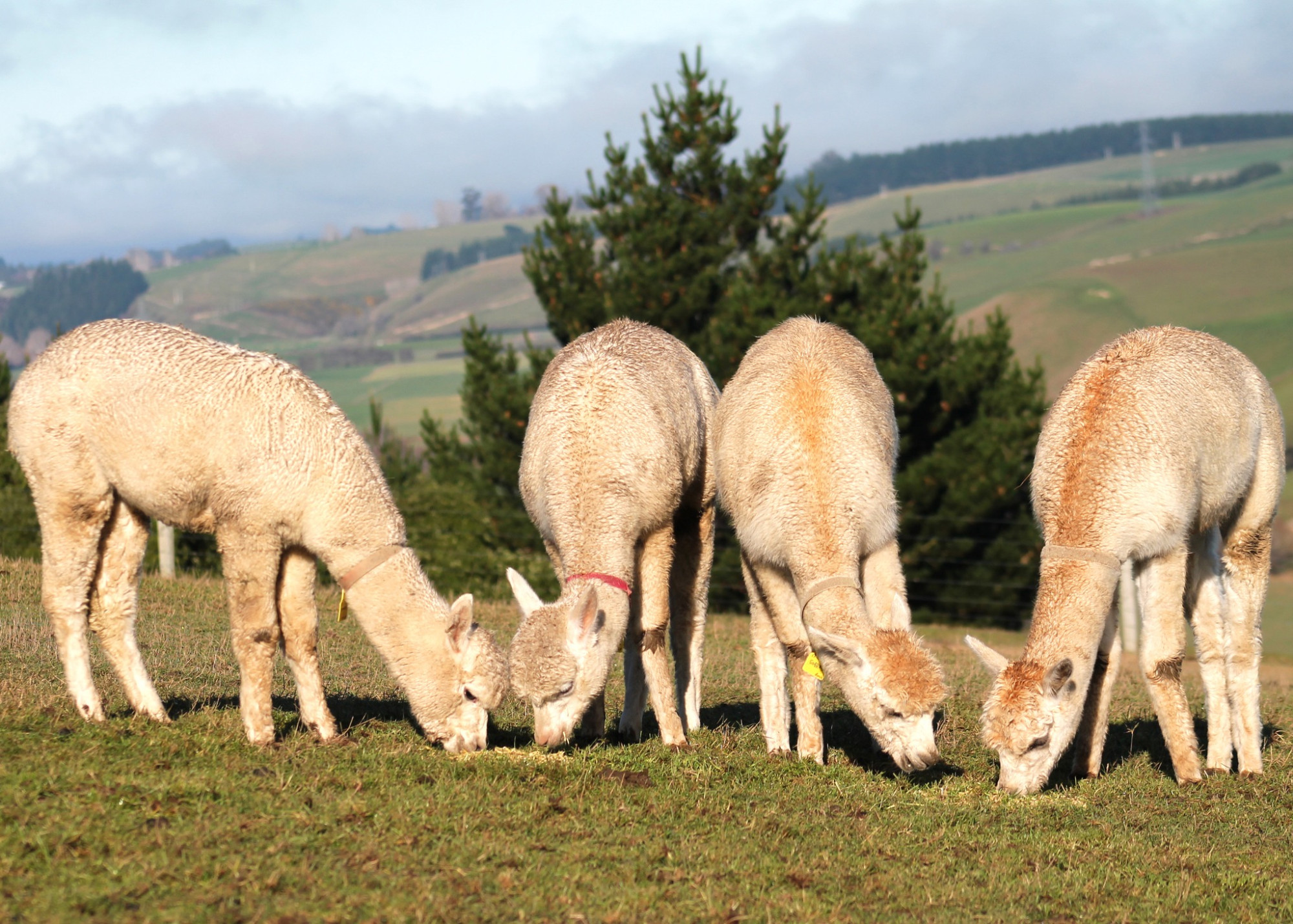 Bruce Farm Alpaca 6