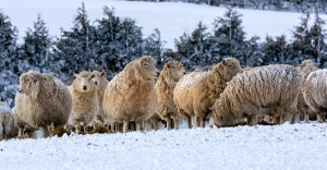 137774 martin hayward 5