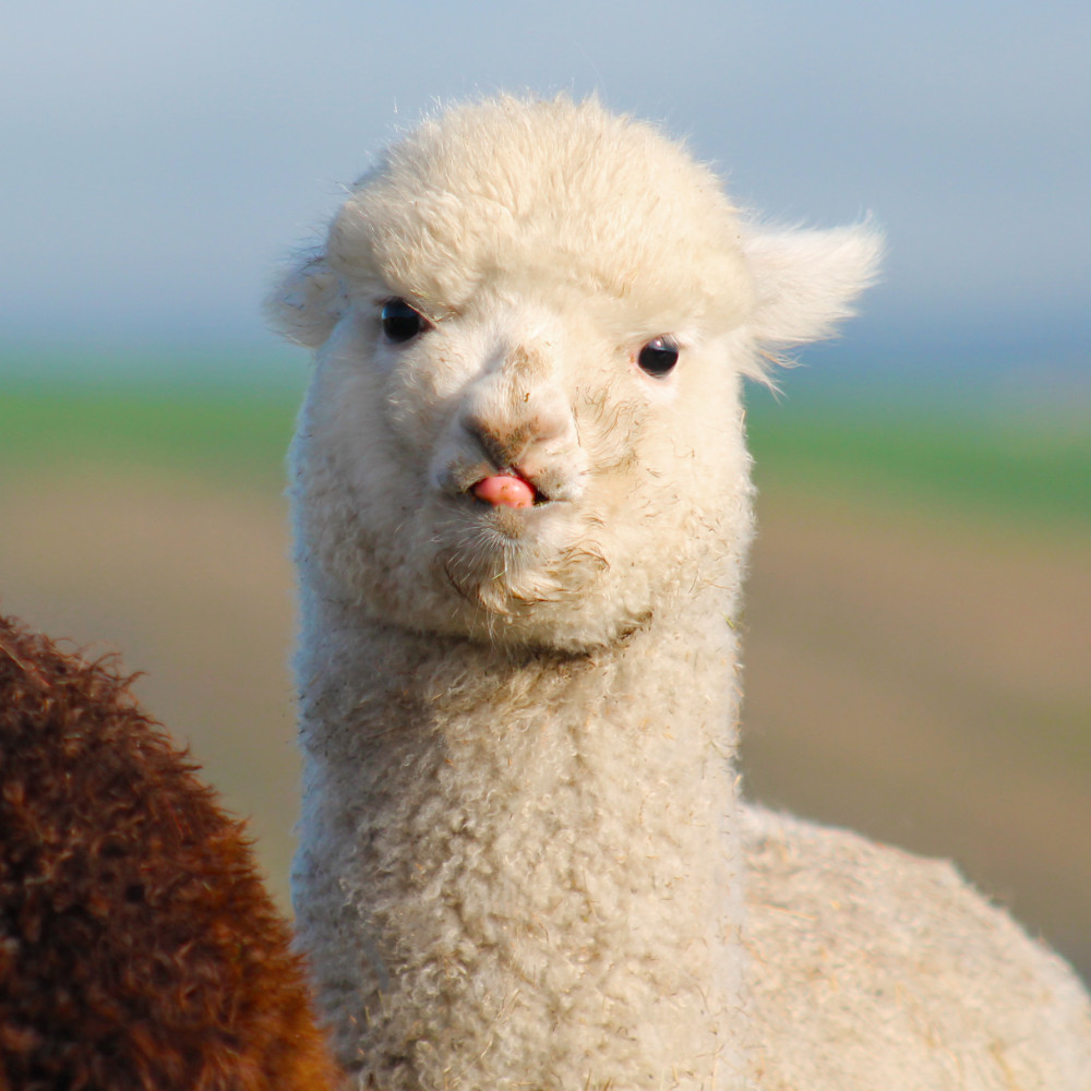Bruce Farm Alpaca 2