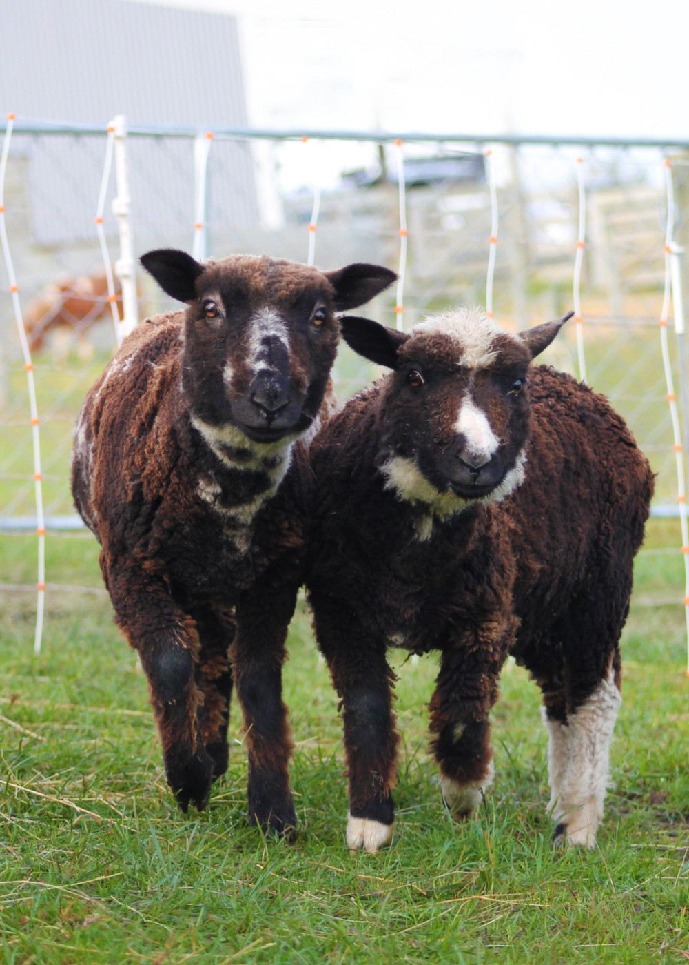 Bruce Farm Alpaca 5