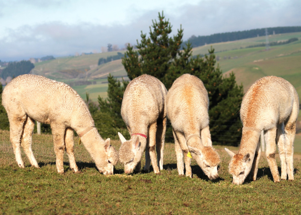 Bruce Farm Alpaca 6