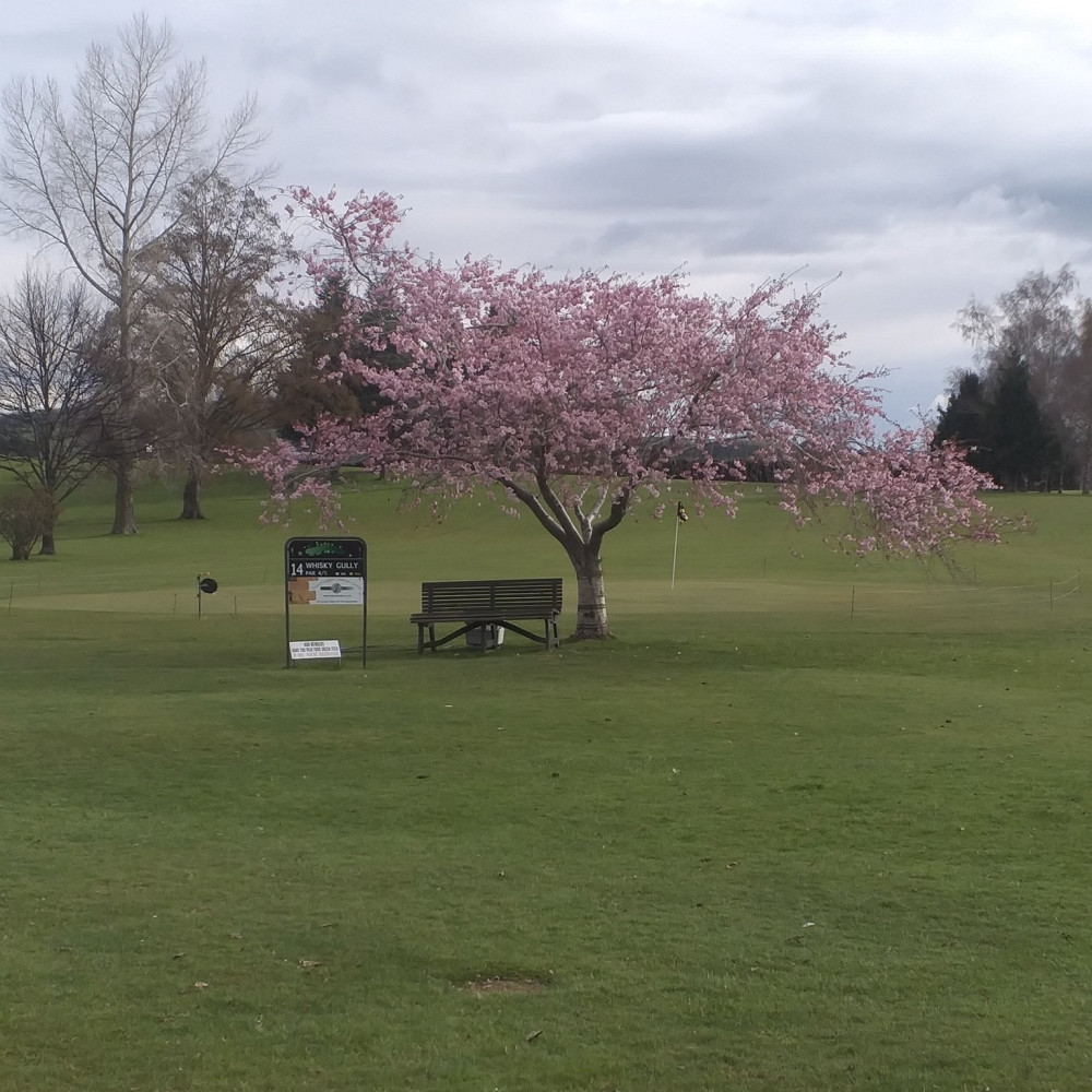 Tapanui Golf 1