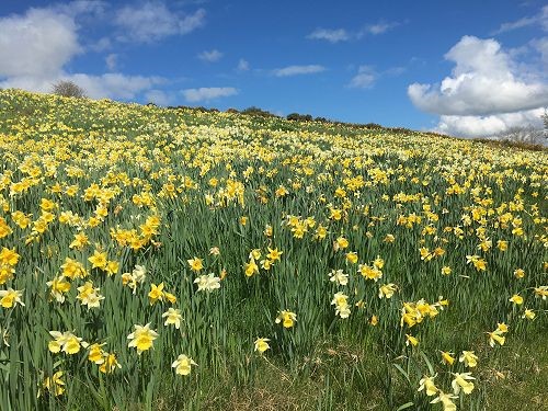 Weatherstons Daffodils Lawrence